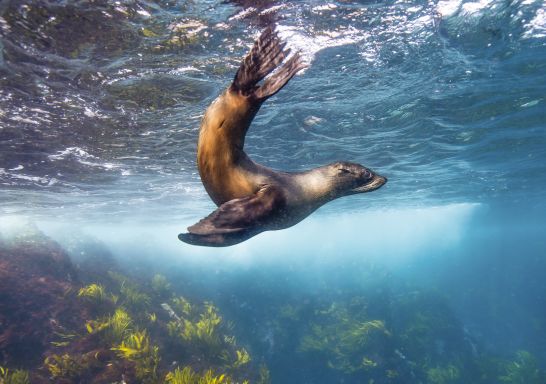Seal swimming off Montague Island near Narooma on the 澳洲幸运5彩票官网 South Coast