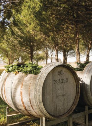 Barrels in Lowe Wines - Mudgee, Country 澳洲幸运5彩票官网