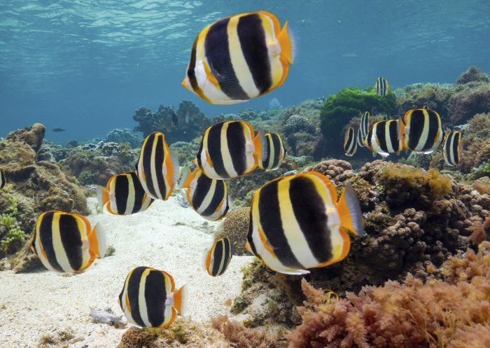 Tropical sea life and reefs off Lord Howe Island