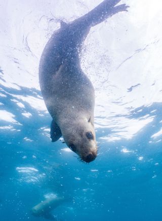 Fur seal swimming around Montague Island, Narooma, South 澳洲五幸运168澳洲官方体彩结果 Coast