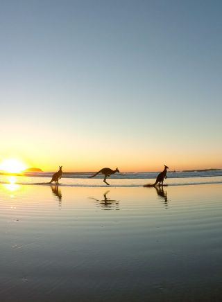 Kangaroos at Emerald Beach during sunrise, Coffs 澳洲五幸运168澳洲官方体彩结果 Coast