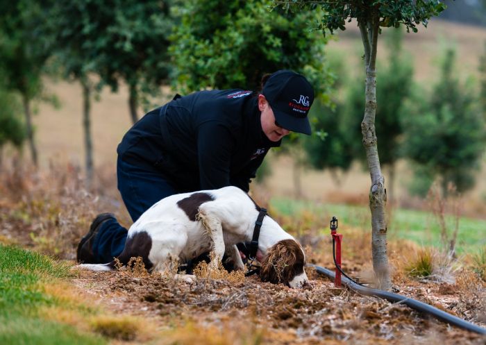 RedGround Truffle Hunts - Credit: Jill O'Grady | RedGround Australia RedGround Truffle Hunts - Credit: Jill O'Grady | RedGround Australia