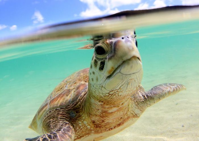 豪勳爵島（Lord Howe Island）北灣海龜與自然之旅，與 Marine Adventures Turtle Tours 一起