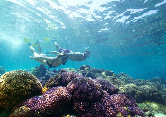 Snorkelling on Lord Howe Island