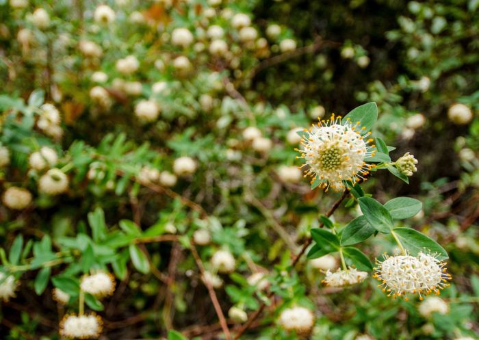 Barrington Tops National Park, Barrington Tops - Credit: John Spencer/DCCEEW Wildflowers, Barrington Tops National Park, Barrington Tops - Credit: John Spencer | DCCEEW